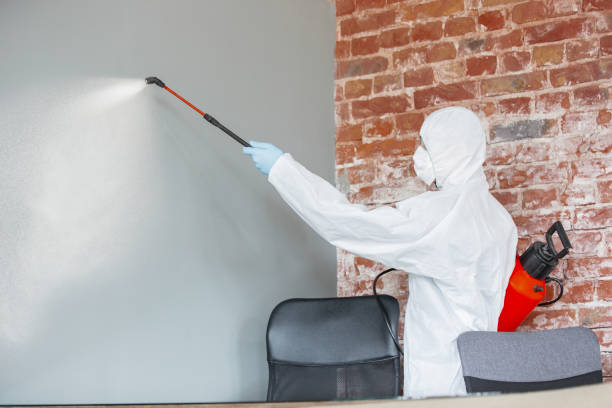 Best Emergency Mold Remediation  in Milaca, MN