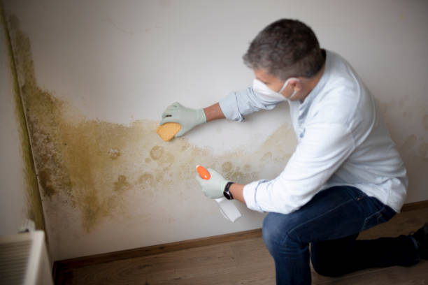 Best Asbestos and Lead Testing During Mold Inspection  in Milaca, MN